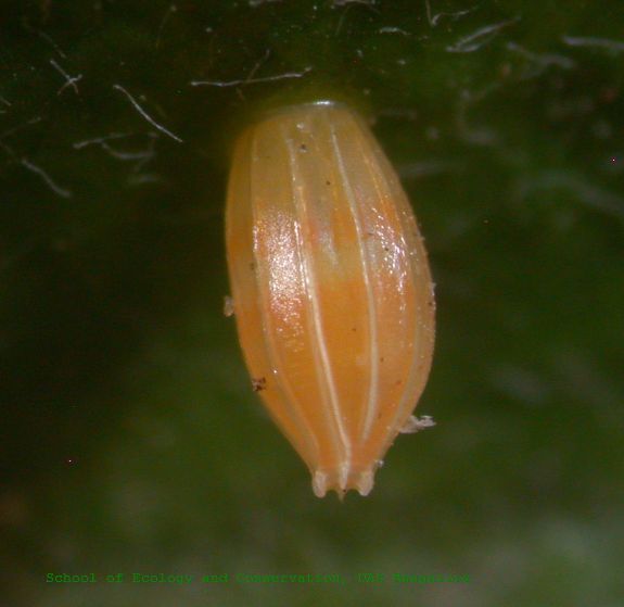File:Hebomoea glaucippe egg sec.jpg