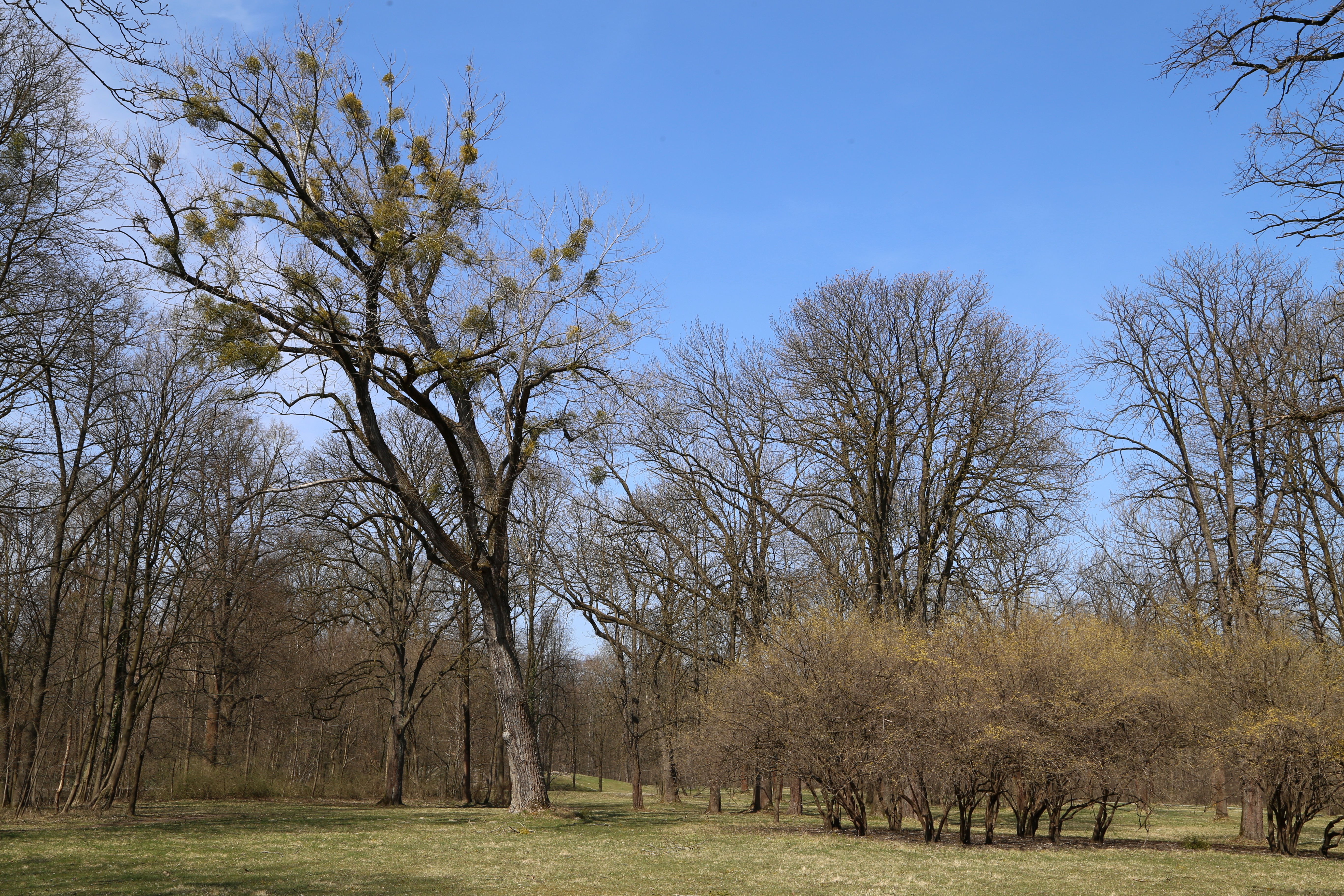 File Hirschau Englischer Garten Nordteil Muenchen 2 Jpg