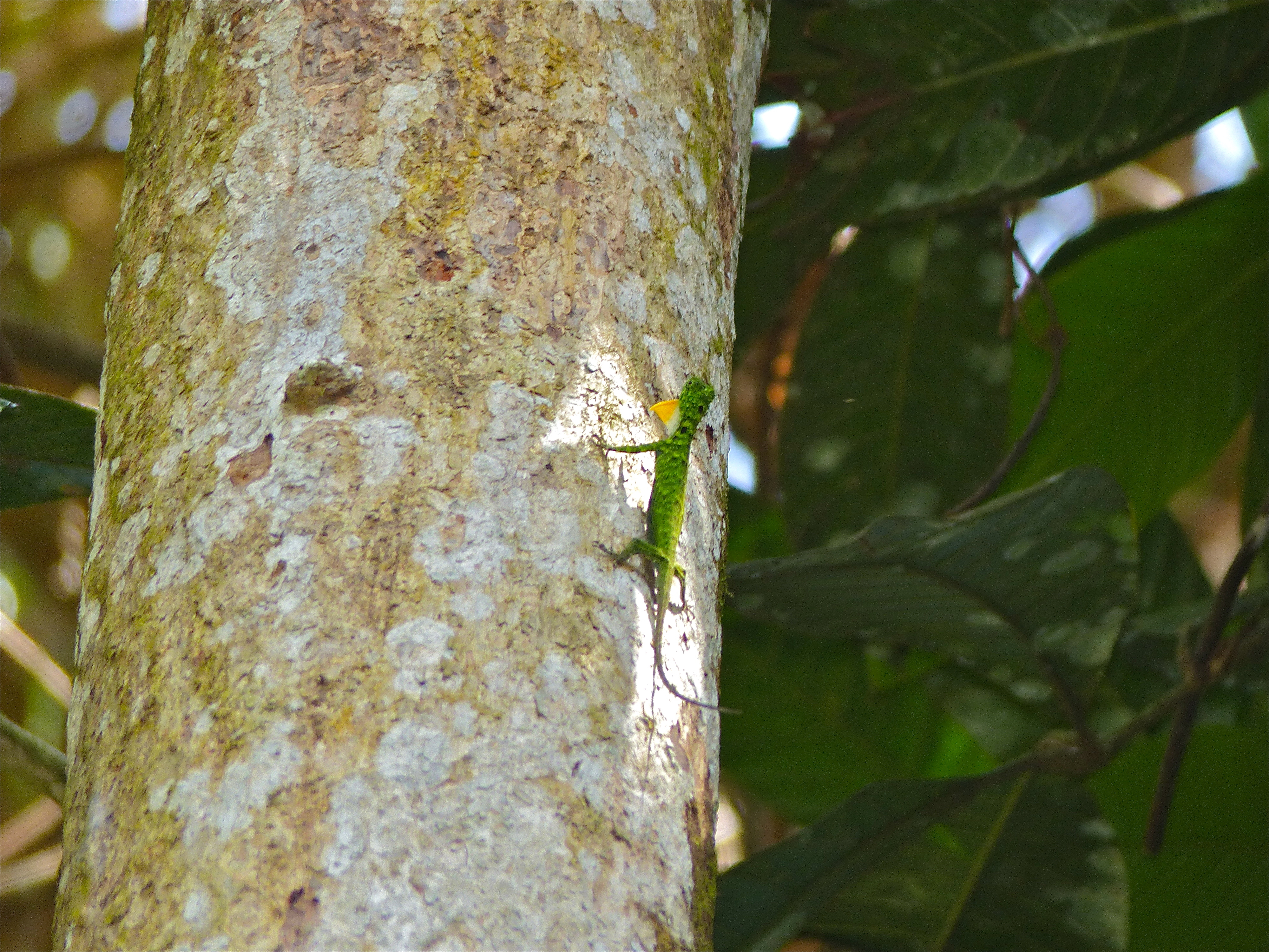 Horned Flying Lizard (Draco cornutus) male (15415285749).jpg