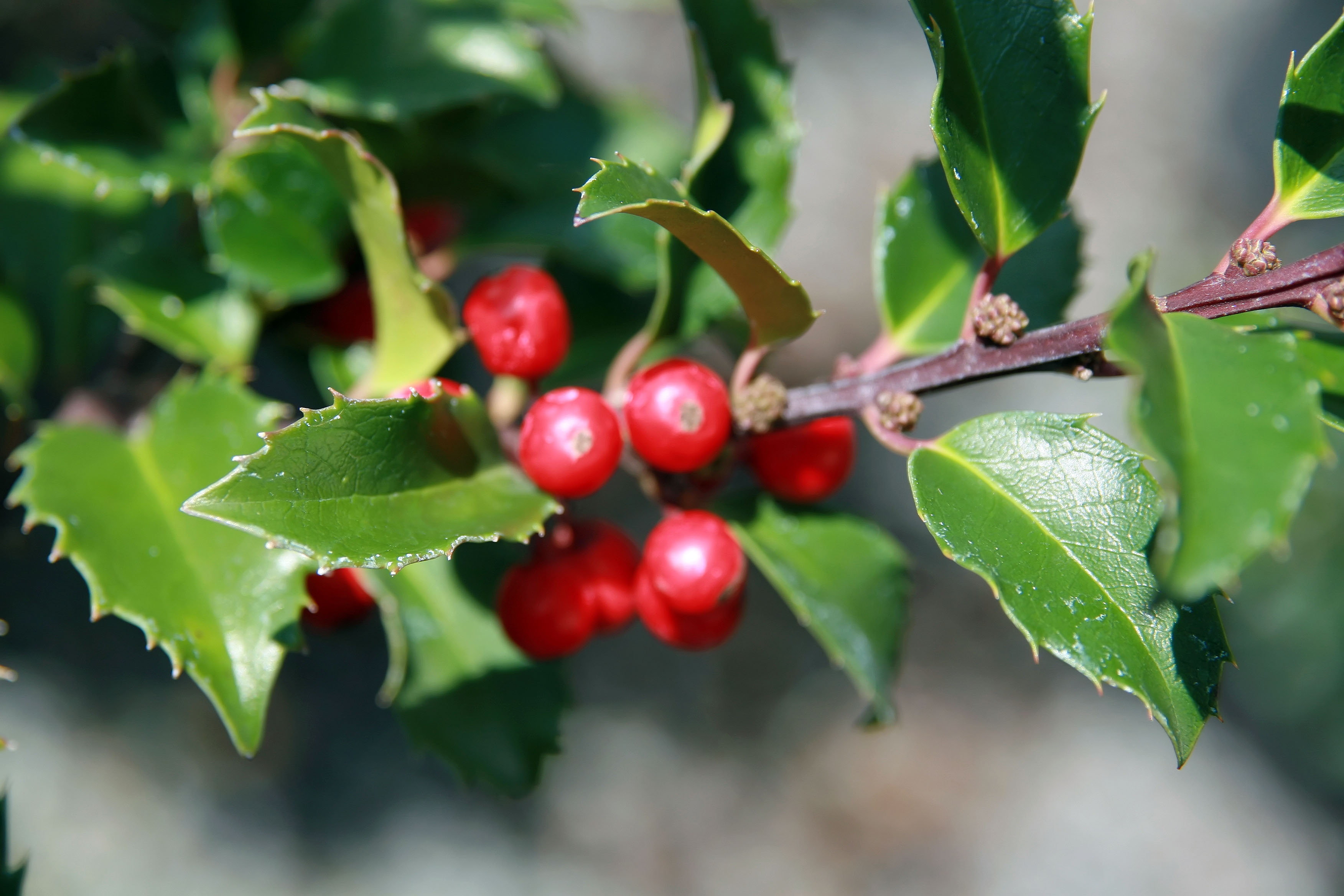 Илекс бай. Илекс. Илекс оранжевый сорт. Ilex meserveae Heckenpracht. Илекс шаровидный.