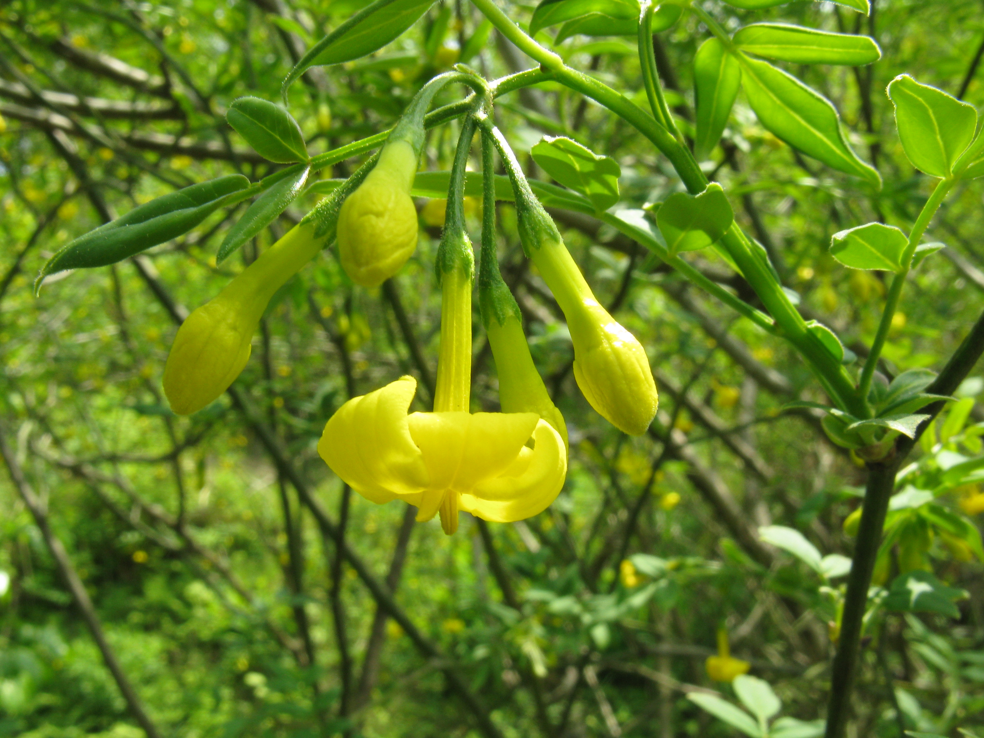 Jasminum humile l. — Жасмин итальянский жёлтый