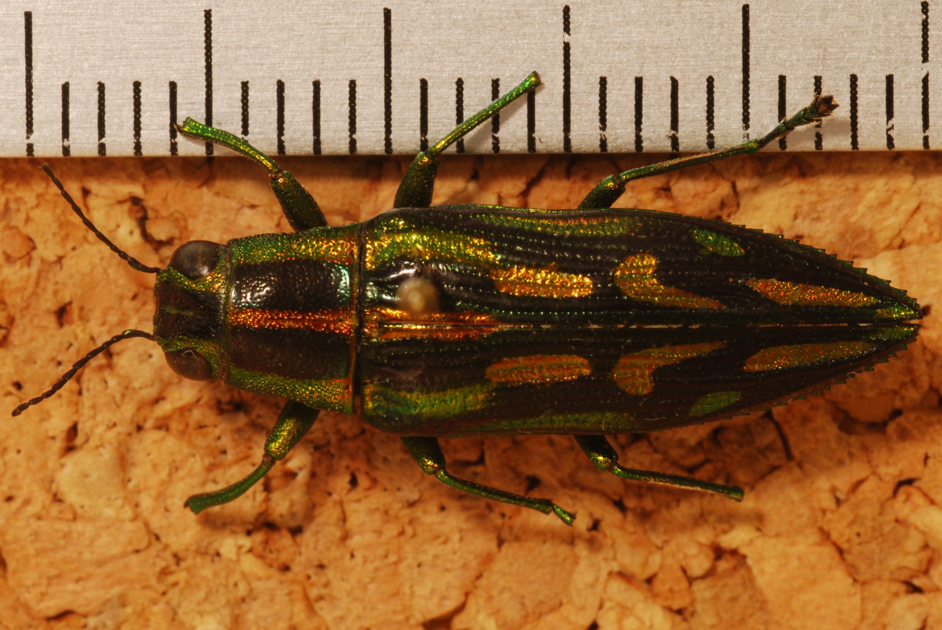 Jewel Beetle (Parataenia chrysochlora) (8281564210).jpg