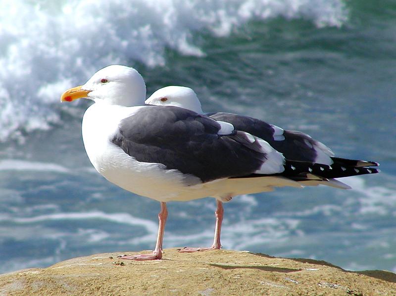 File:Larus occidentalis by Jon Sullivan.jpg