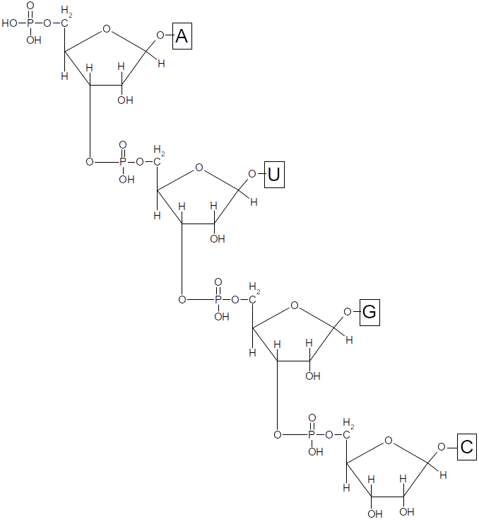 liaisons des ribonucléotides