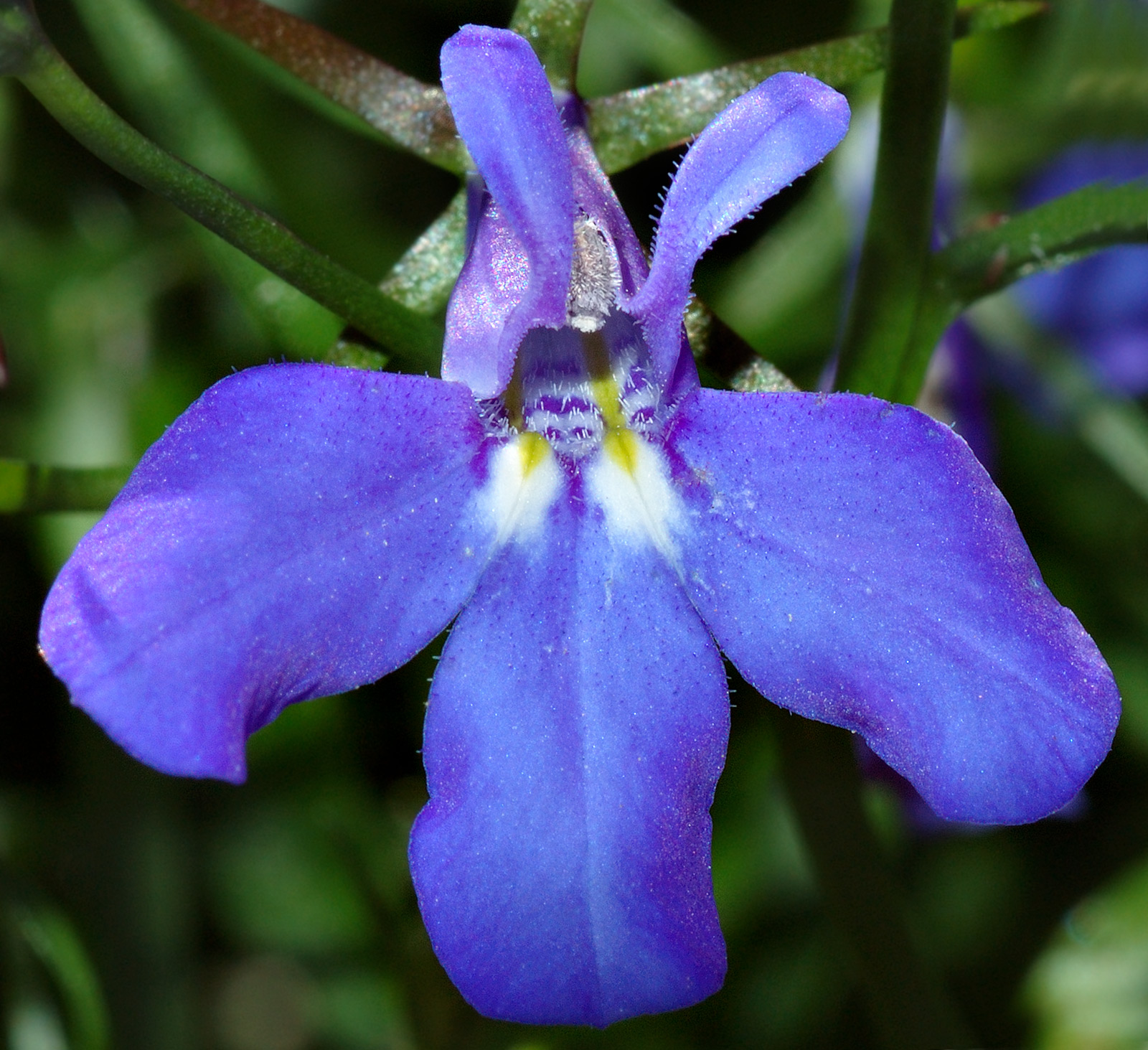 Lobelia_close-up_%28aka%29.jpg