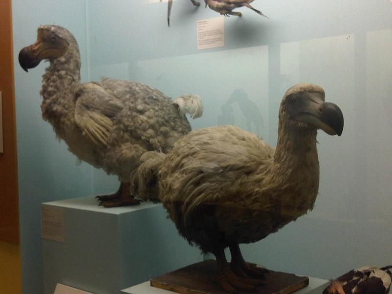 Dodo burung Burung Dodo:
