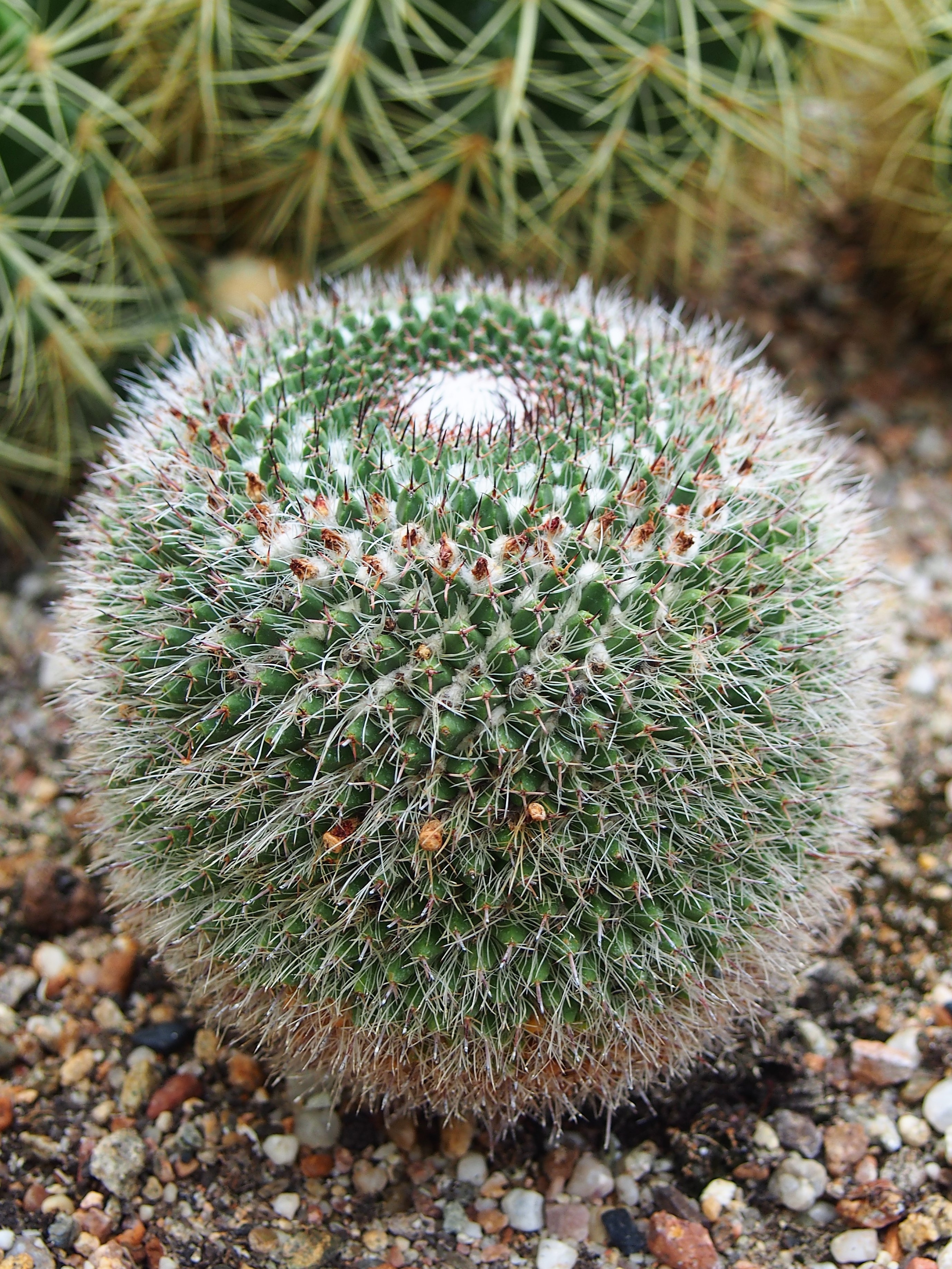 Mammillaria matudae фото