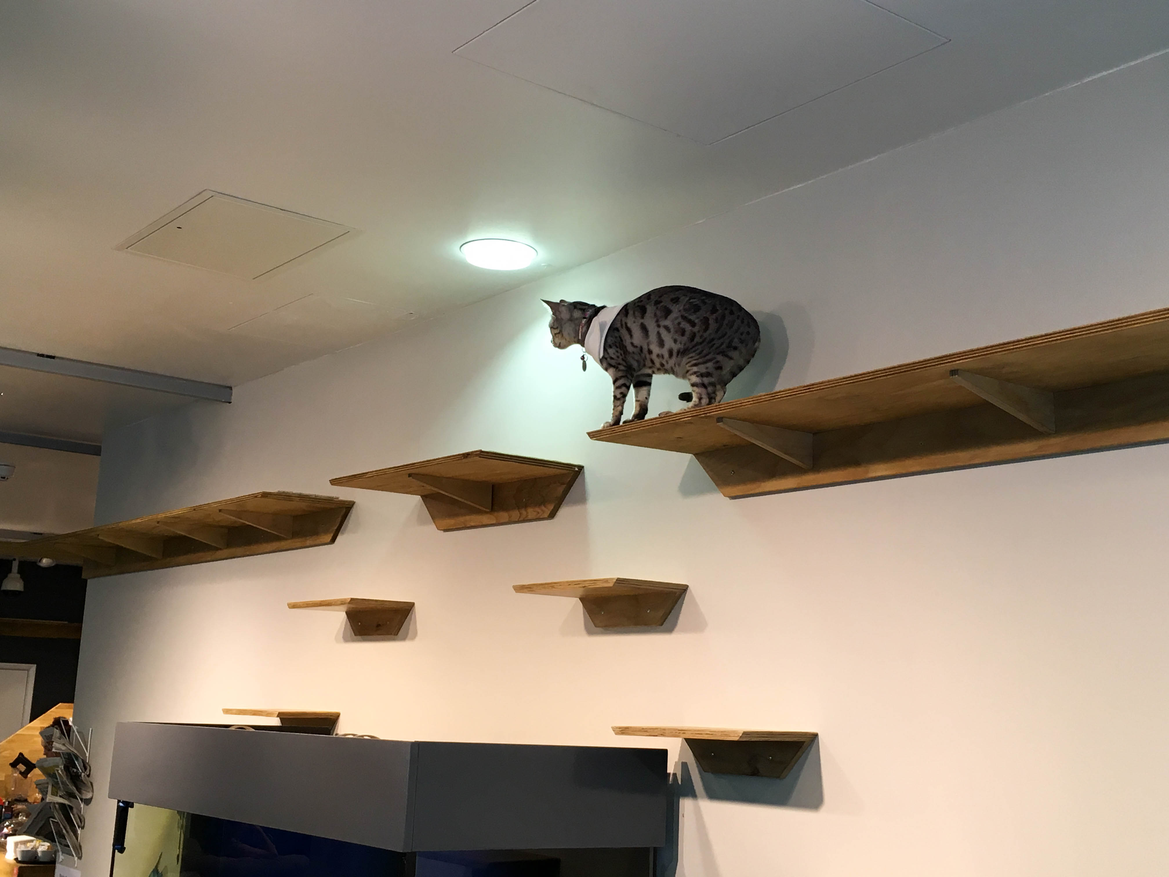 File Manchester Cat  Cafe  2021 003 jpg Wikimedia Commons