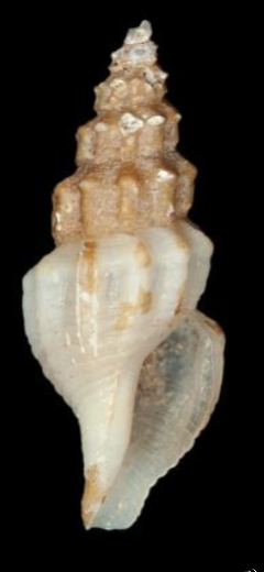 <i>Mangelia sculpturata</i> Species of gastropod
