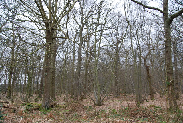 File:Mixed Oak Woodland, North Bishopden Wood - geograph.org.uk - 1209814.jpg