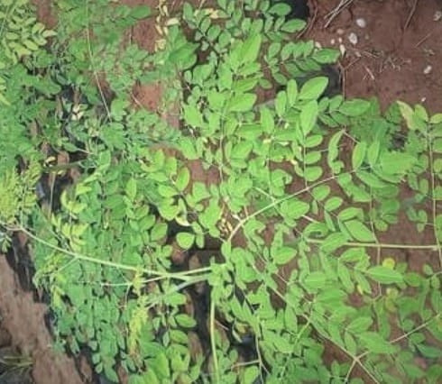 File:Moringa emarginata (Burm,f).jpg