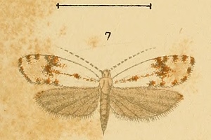 File:Phrealcia eximiella.jpg