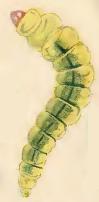 Larva Phyllonorycter nigrescentella larva.JPG