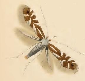 <i>Phyllonorycter rajella</i> Species of moth