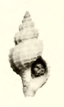 Pleurotomella eurybrocha