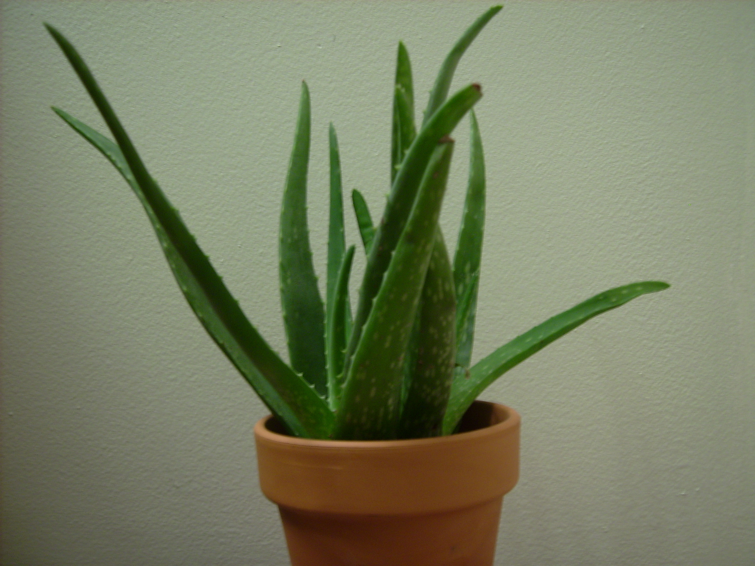 File Potted Aloe Vera Plant Jpg Wikimedia Commons