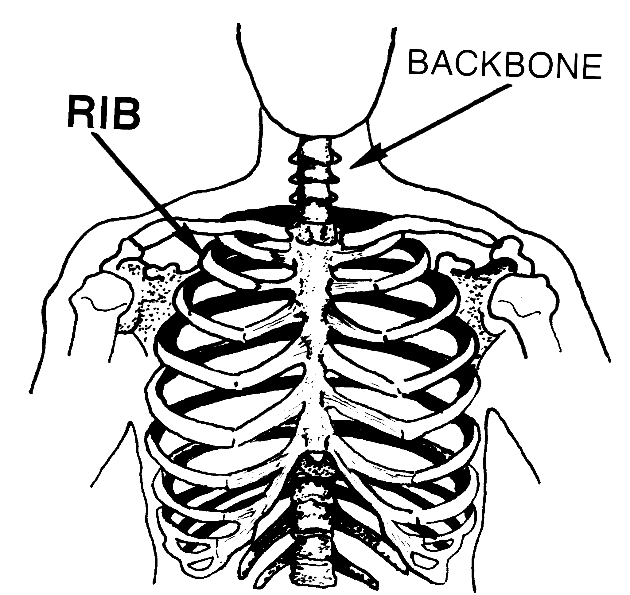 How many ribs in a human