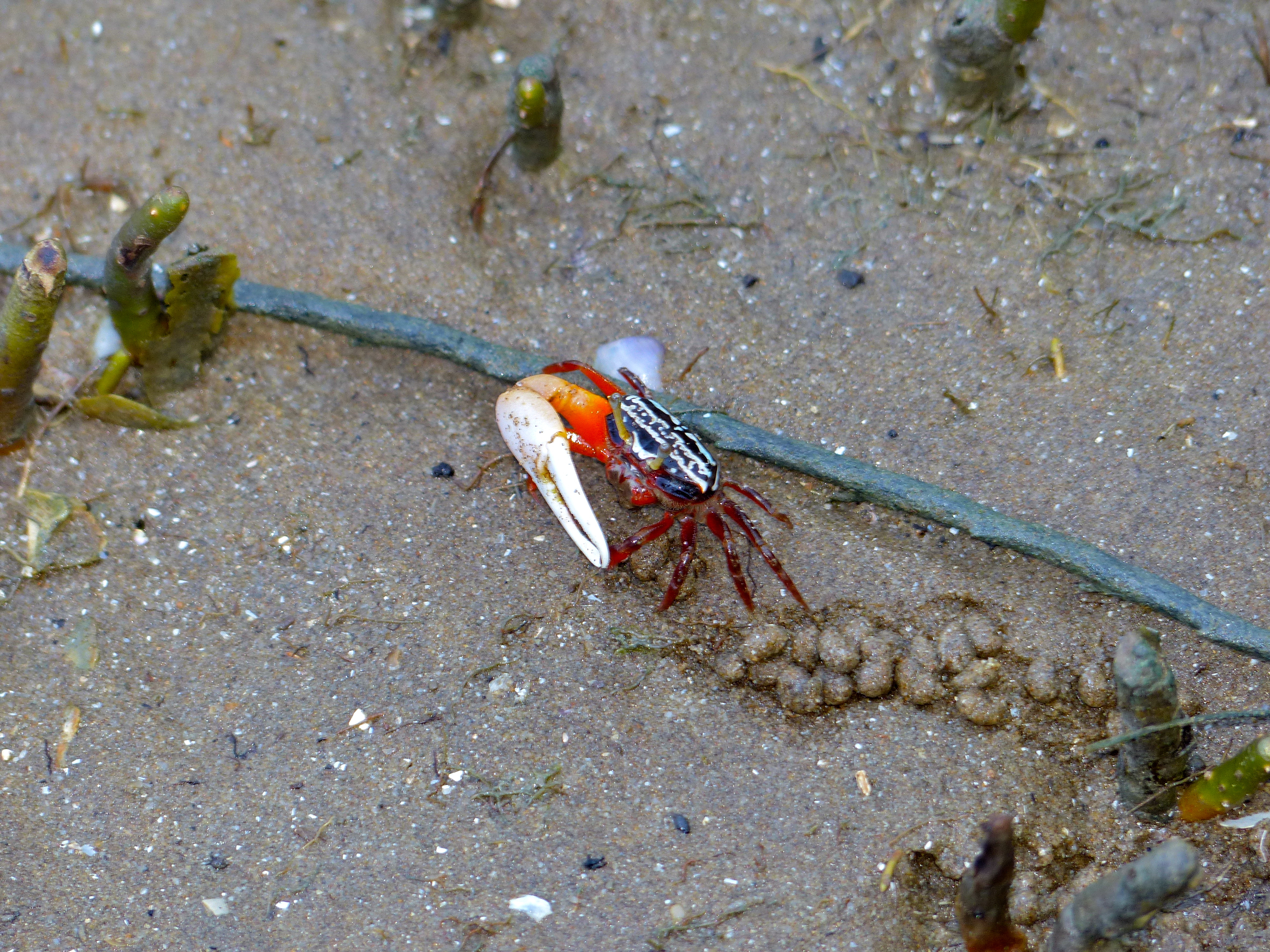 File:Ring-legged Fiddler Crab (Uca annulipes) feeding (15547725448