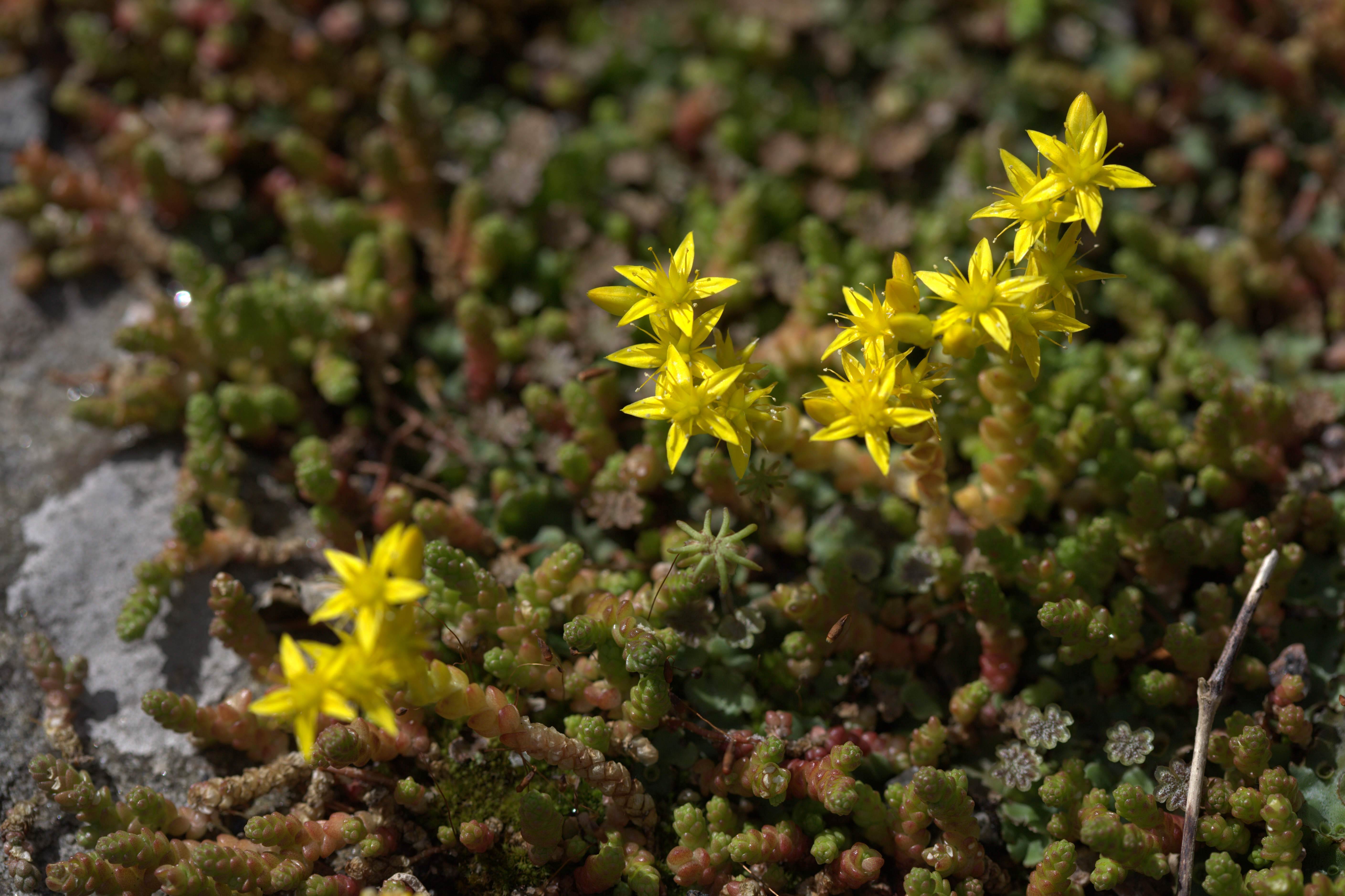 Очиток Курильский (Sedum kurilense)