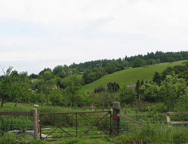 File:Sheep in the orchard at Dursley Cross - geograph.org.uk - 449469.jpg
