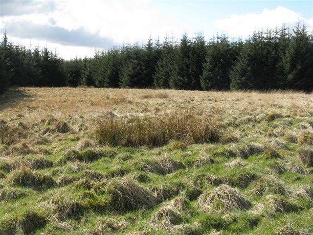 File:Site of Long Cairn at Deepsyke Forest - geograph.org.uk - 750049.jpg