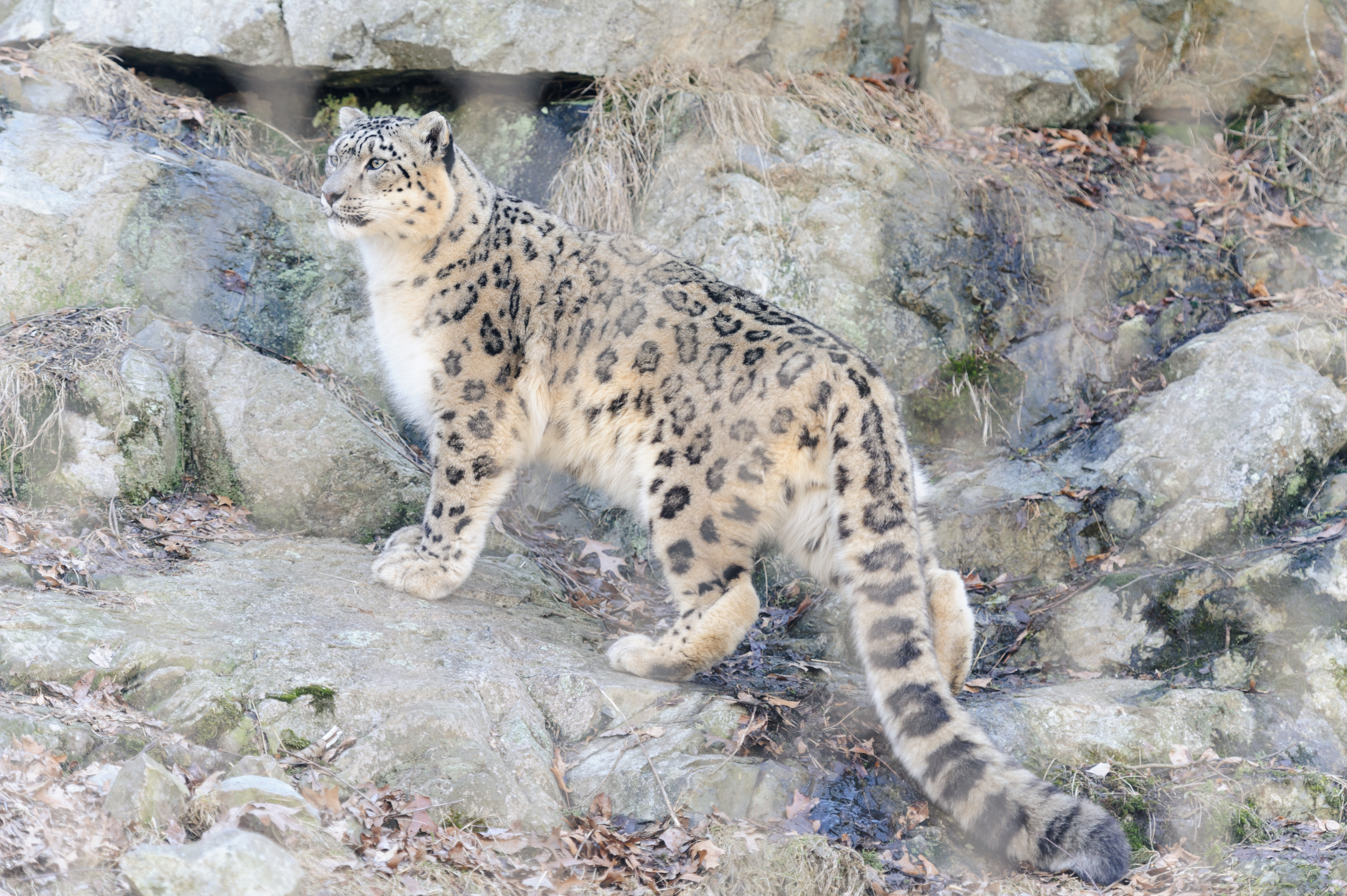 File Snow Leopard On Rocks Jpg Wikimedia Commons