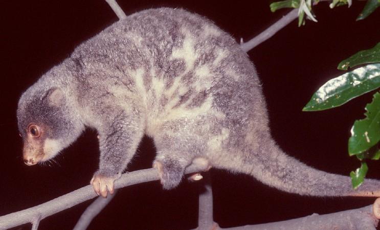 File:Spilocuscus.jpg