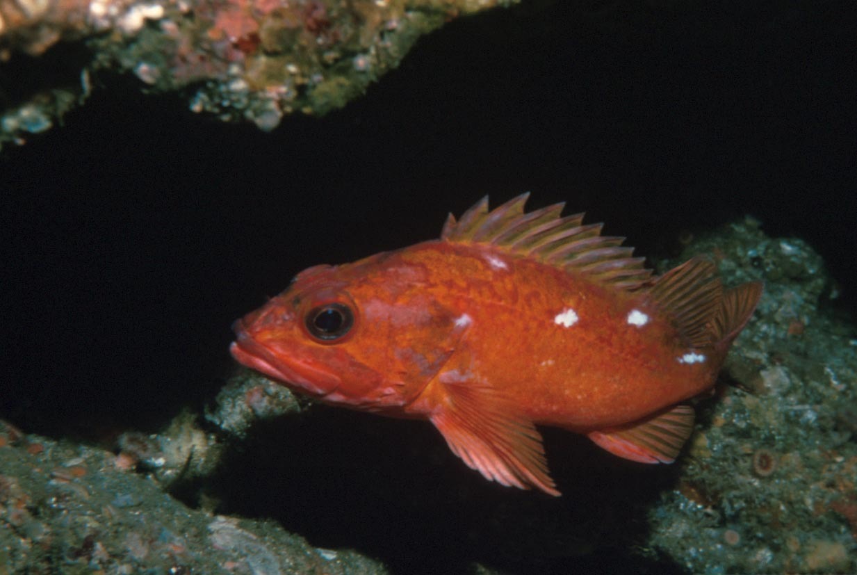 Redbanded rockfish - Wikipedia