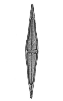 File:Stauroneis acutissima syntype Plate30 fig 8.jpg