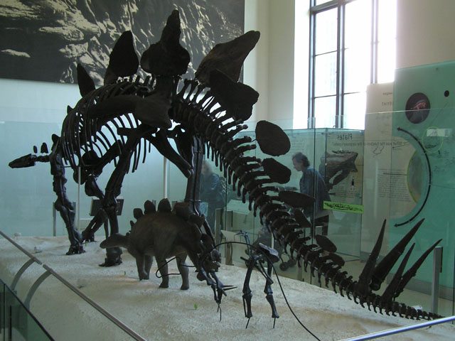 File:Stegosaurus Struct.jpg