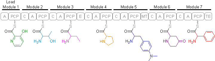 Streptogramin B (модульдер) .png