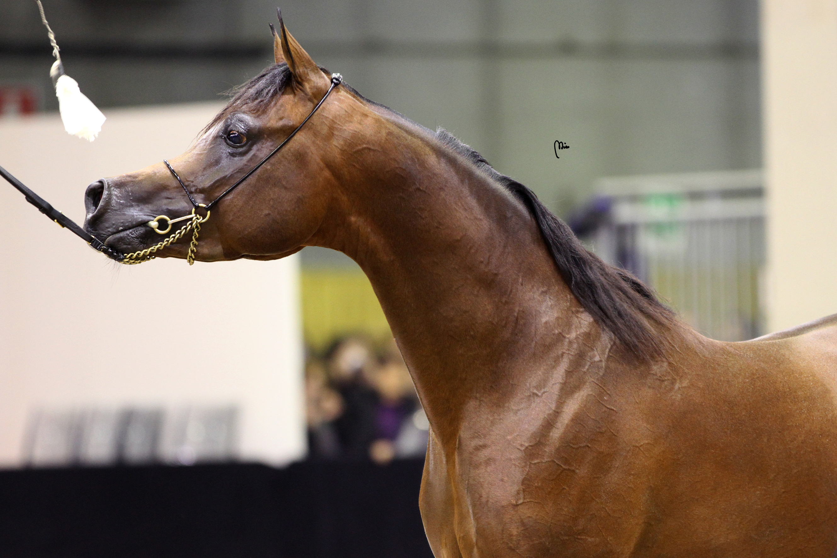 Baume du cheval ou baume chevalin soulage les douleurs apaise les