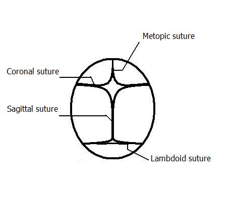 پرونده:The sutures.jpg