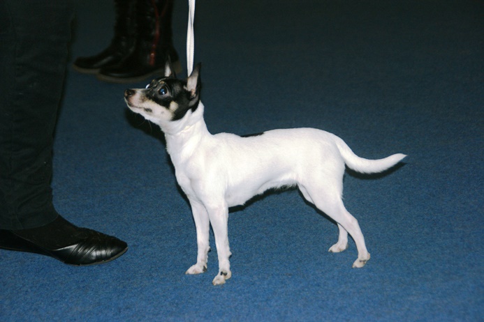 File:Toy Fox Terrier aka American Toy Terrier.JPG