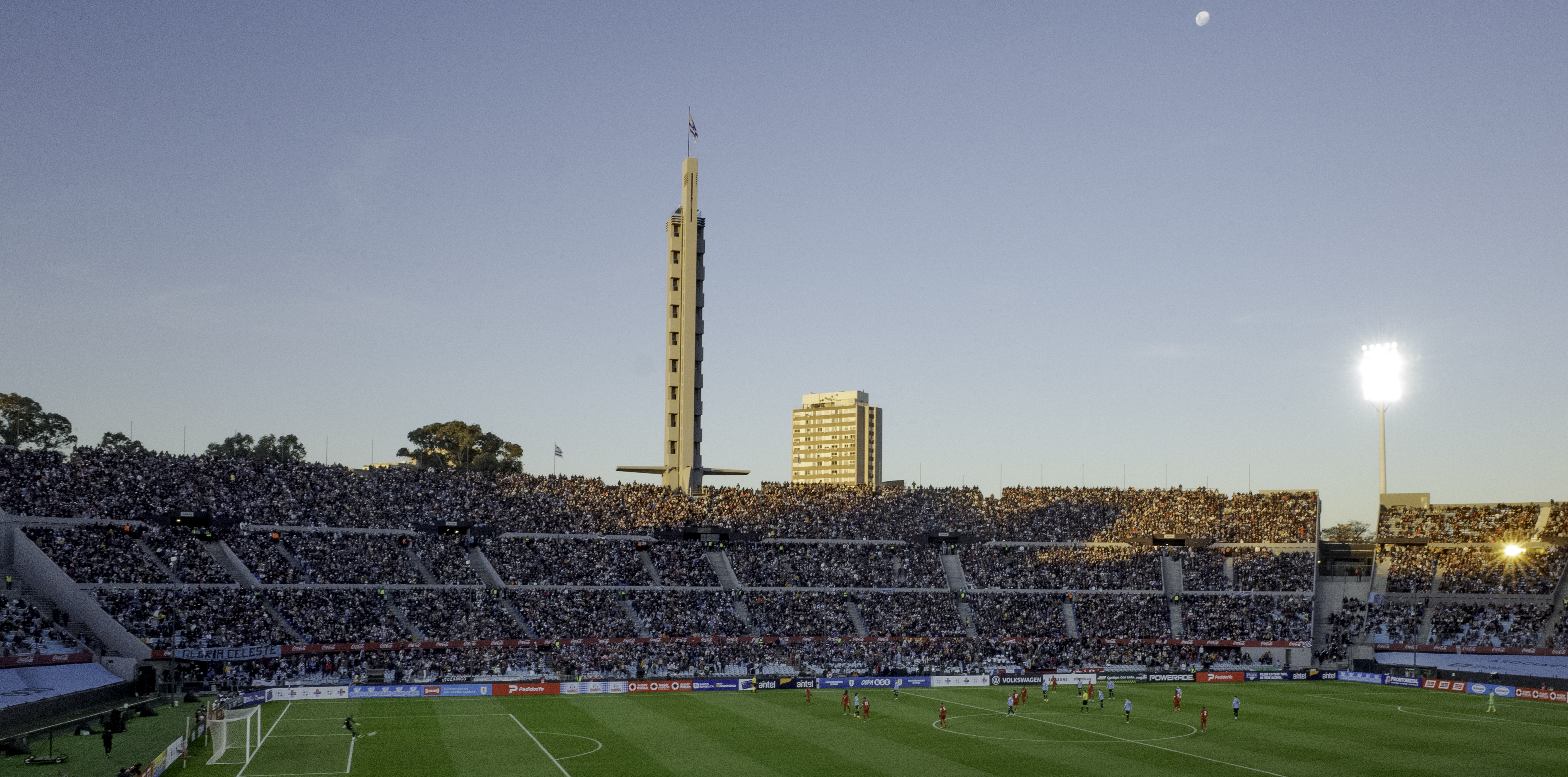 Cuanto cuesta un olivo centenario