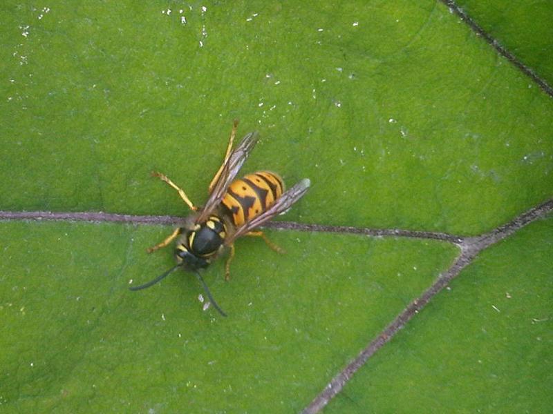 File:Vespula vulgaris 2 - wetland 2011.08.16.jpg