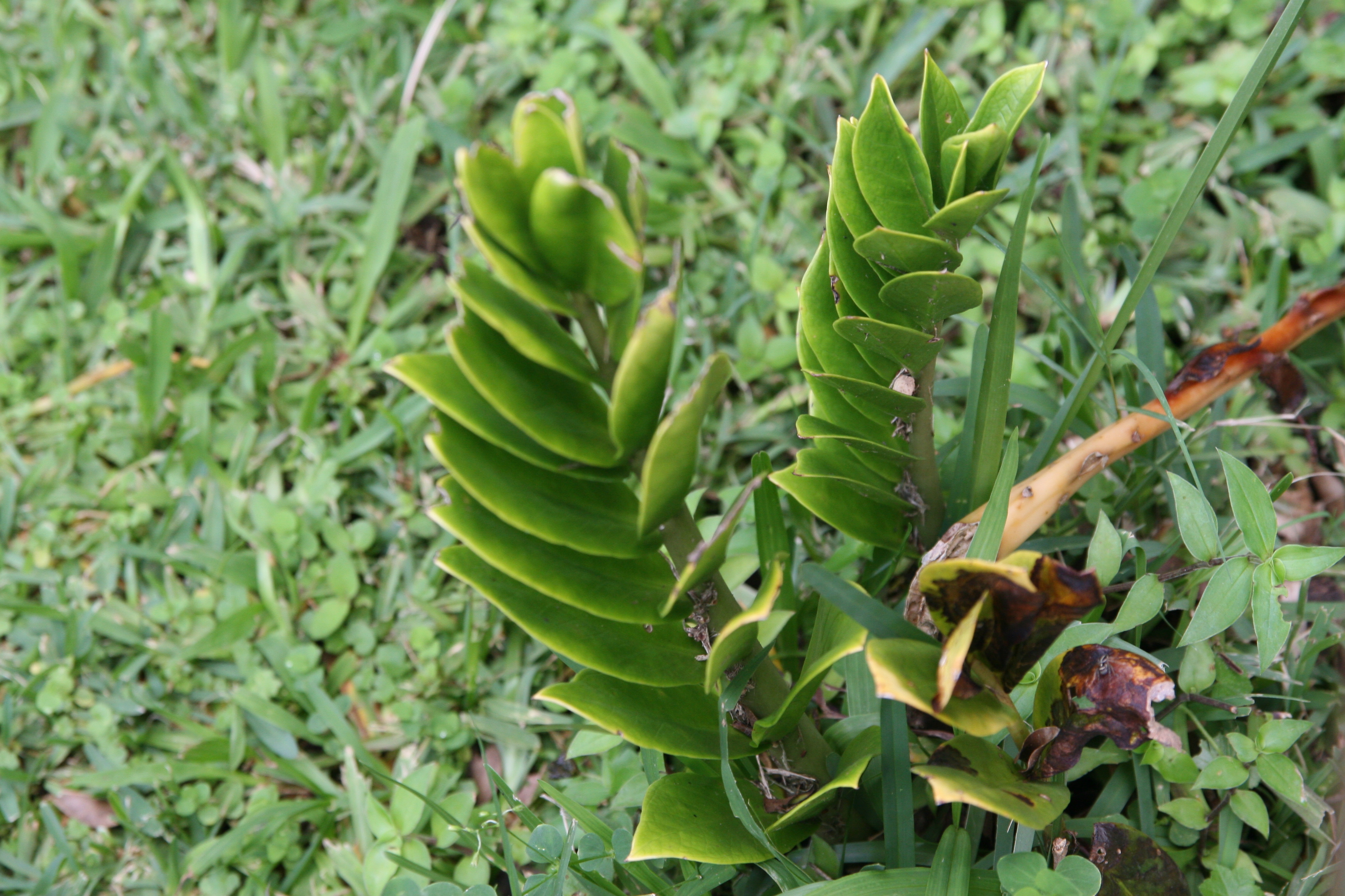 File:Zamioculcas zamiifolia 9zz.jpg - Wikimedia Commons