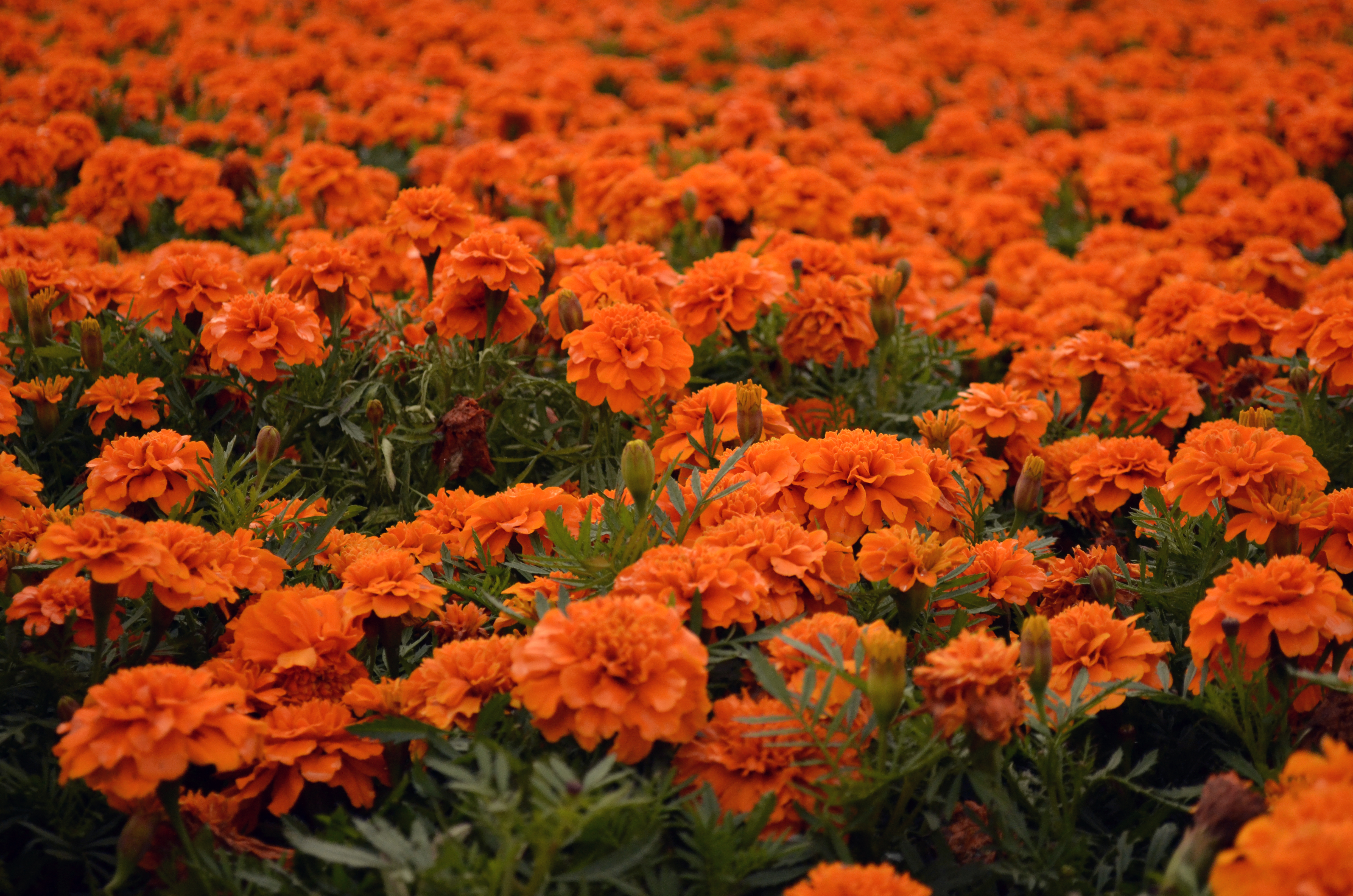 Примула Tagetes Orange