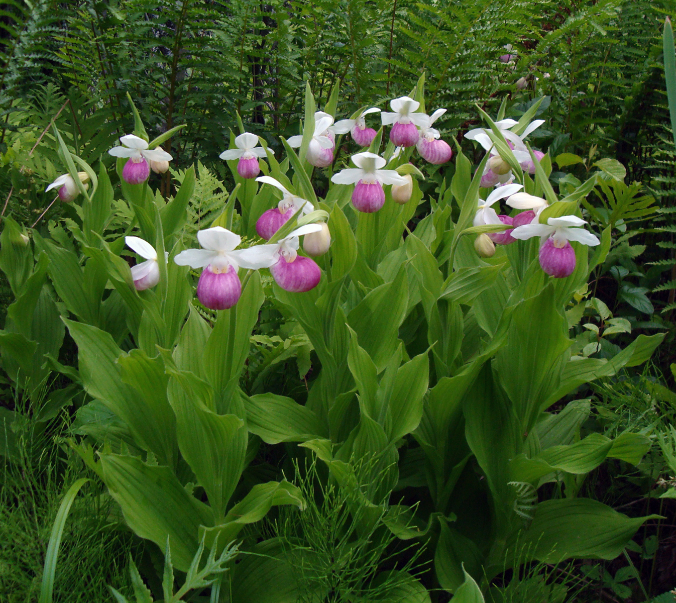 Cypripedium reginae - Wikipedia, la enciclopedia libre