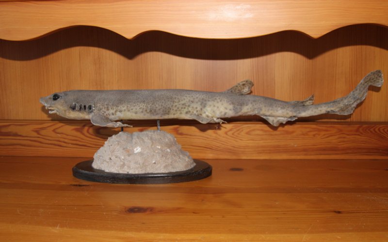 File:A nice dogfish.JPG