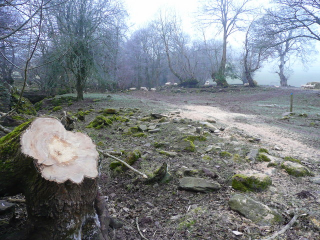 File:A recent bit of tree work - geograph.org.uk - 1106619.jpg