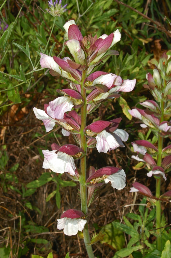 Acanthaceae_-_Acanthus_mollis_%282%29.JPG