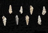 <i>Aclis angulata</i> Species of gastropod