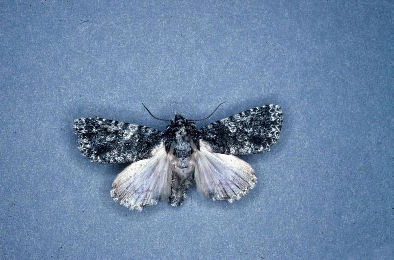 File:Acronicta afflicta1.jpg