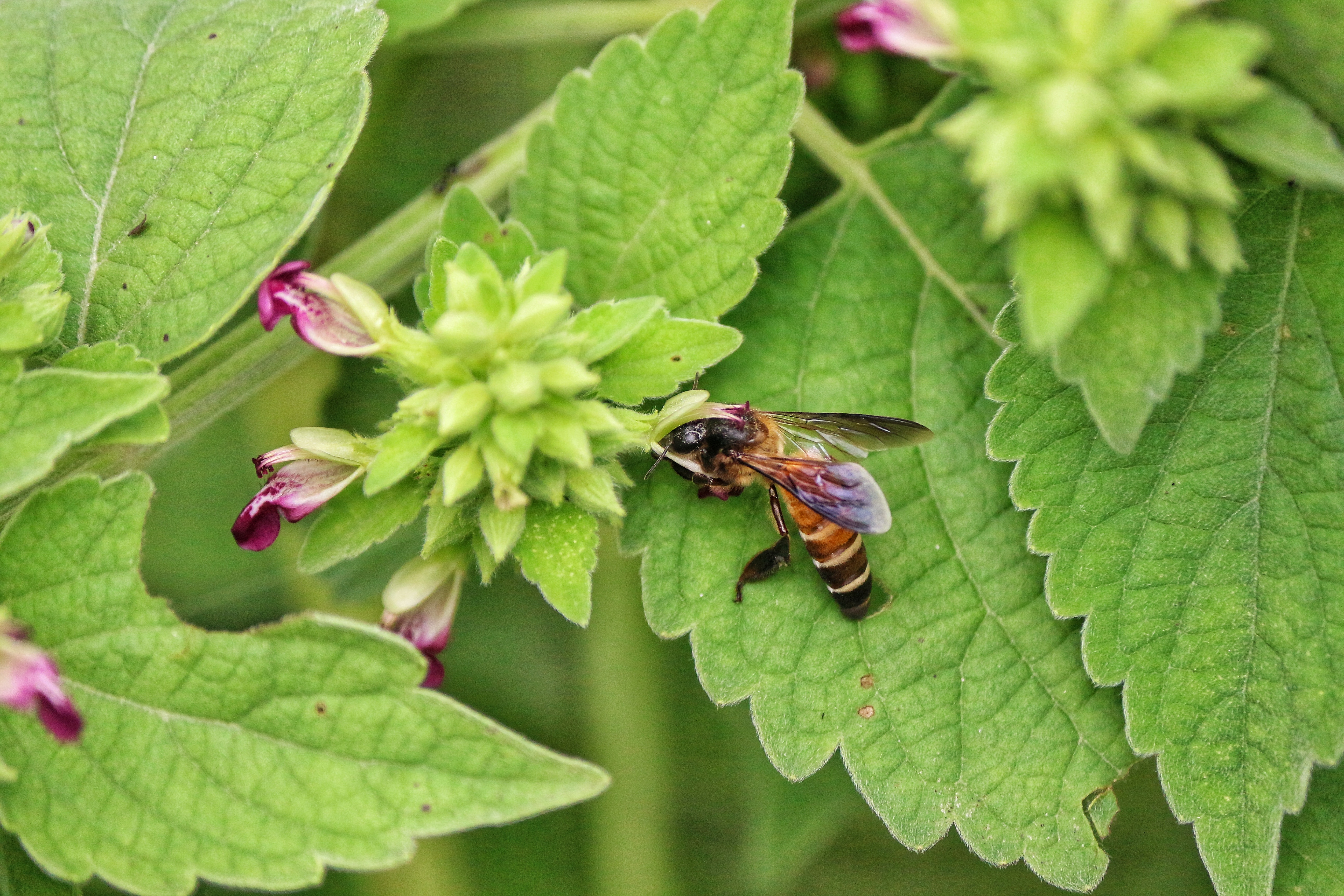 Apis demissus перевод. АПИС демиссус. APIS demissus цветок. ÁPIS dorsata. Как выглядит APIS demissus.