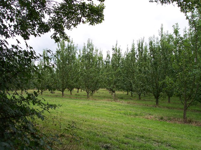 File:Apple Orchard, Upper Townend Farm - geograph.org.uk - 34103.jpg