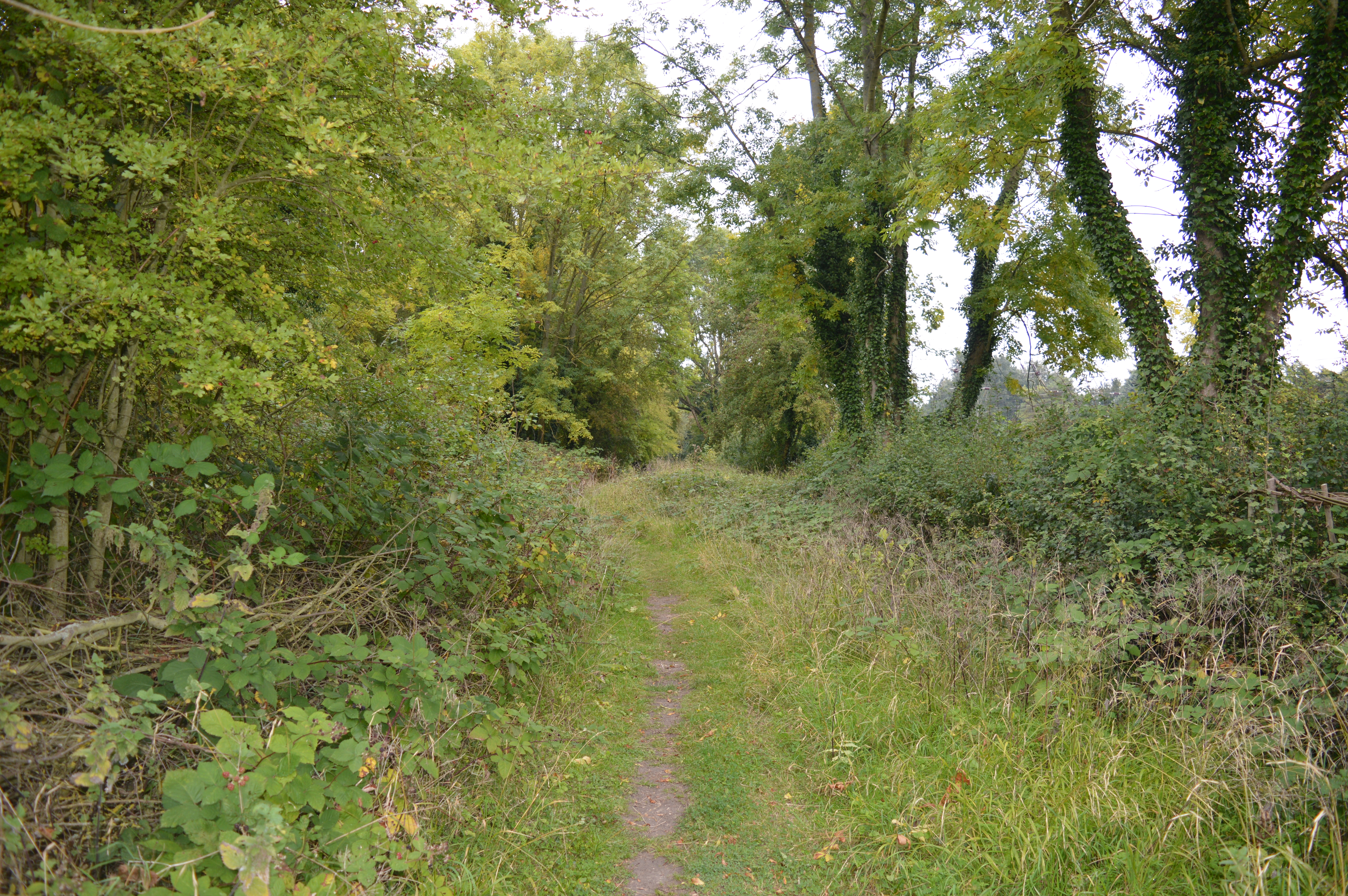 Arlesey Old Moat and Glebe Meadows