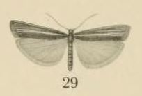 <i>Crambus sjoestedti</i> Species of moth