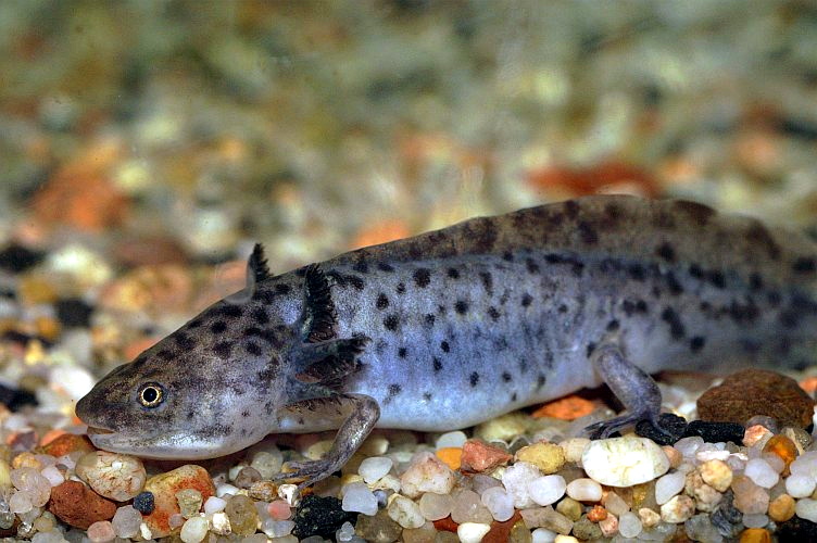 Axolotl Wikipedia
