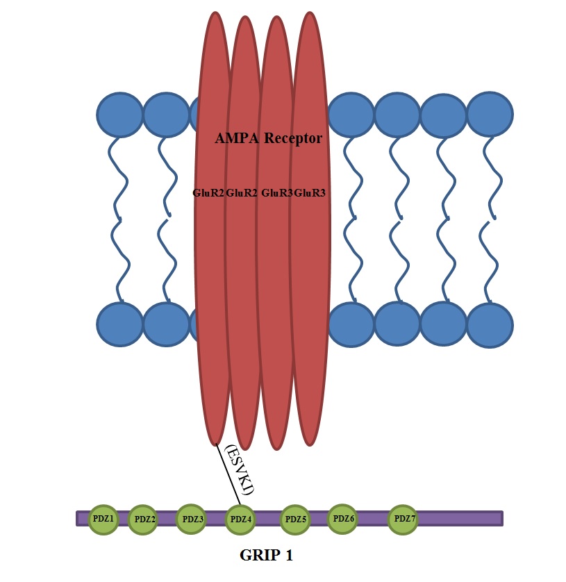 AMPA receptor - Wikipedia